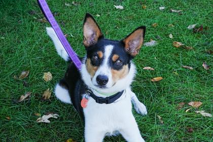 Enlarge Maverick, a Adoptable mixed breed in Golden Valley, MN image 3/3