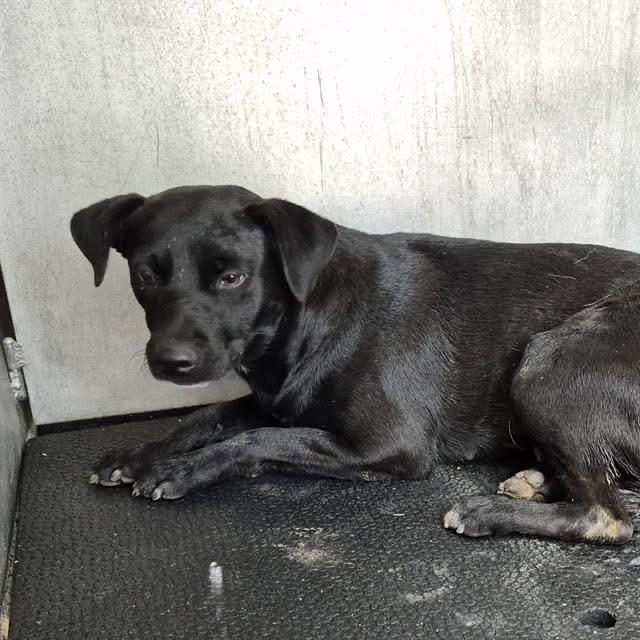Pepper, an adoptable Labrador Retriever, Patterdale Terrier / Fell Terrier in Hermantown, MN, 55811 | Photo Image 2