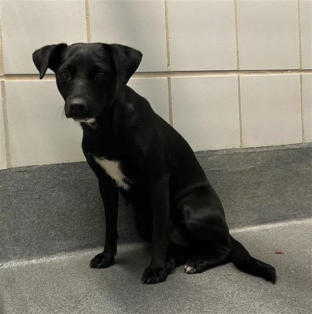 Pepper, an adoptable Labrador Retriever, Patterdale Terrier / Fell Terrier in Hermantown, MN, 55811 | Photo Image 1
