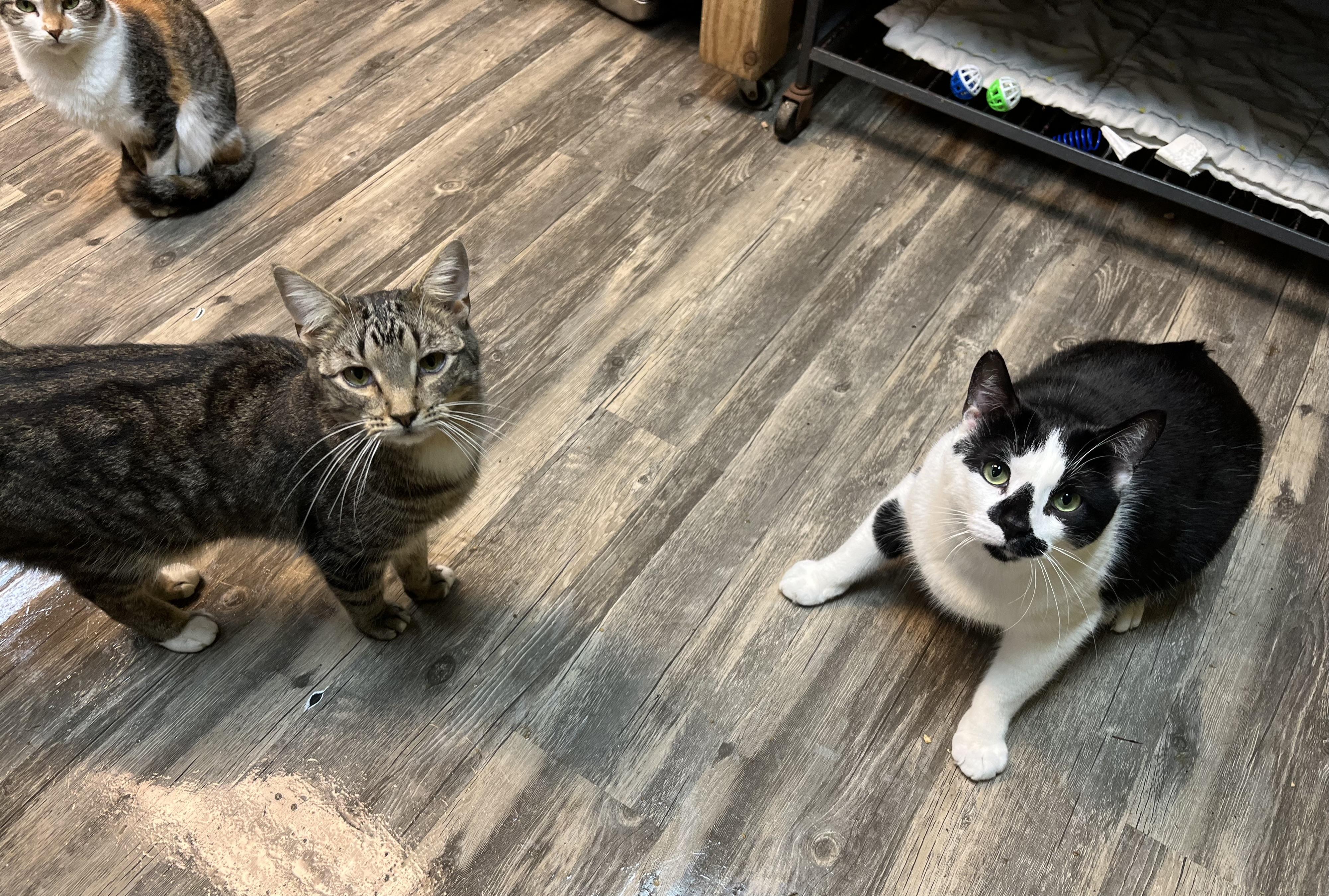 Enlarge Holstein, a Adoptable Domestic Short Hair in Cortland, NY image 5/6