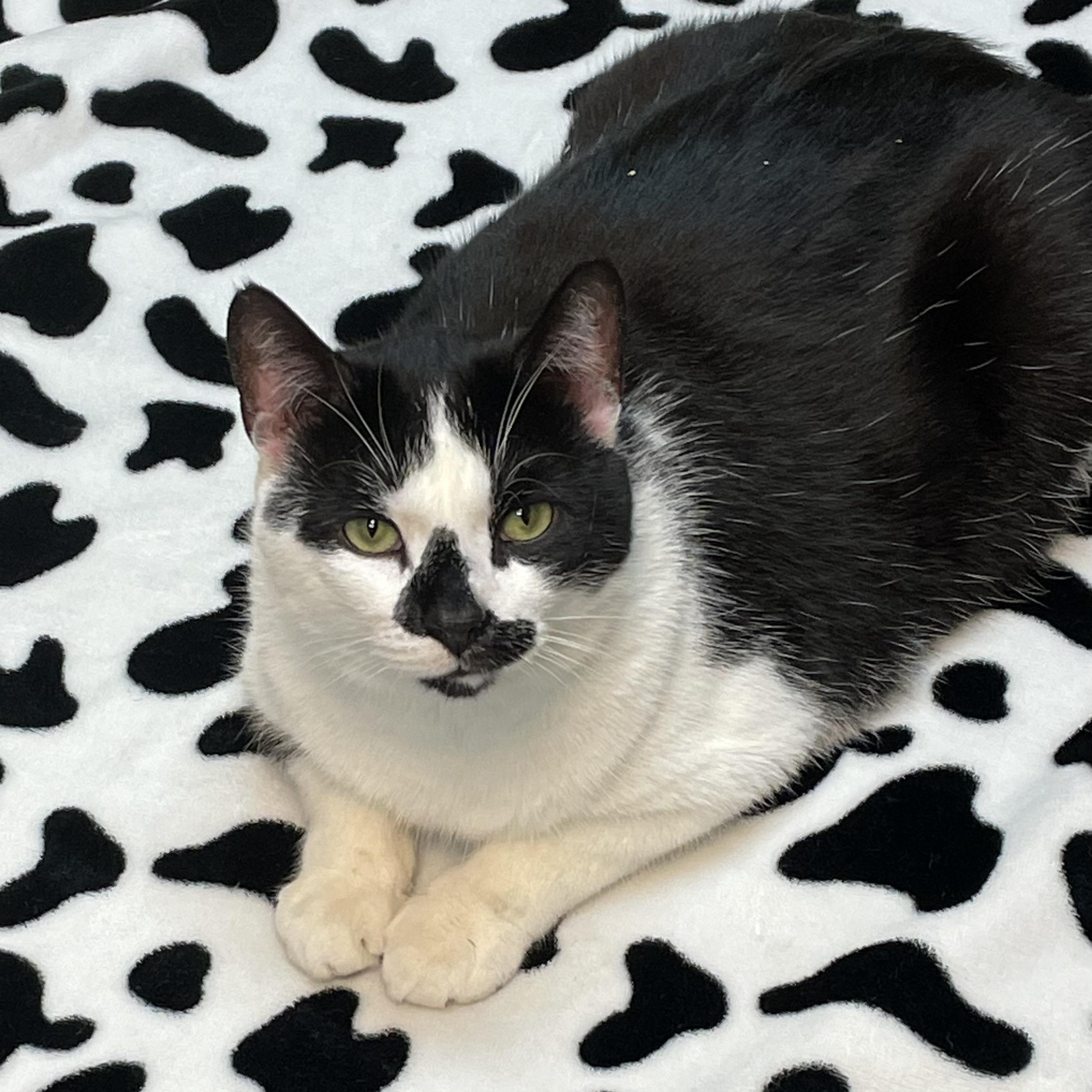 Enlarge Holstein, a Adoptable Domestic Short Hair in Cortland, NY image 1/6
