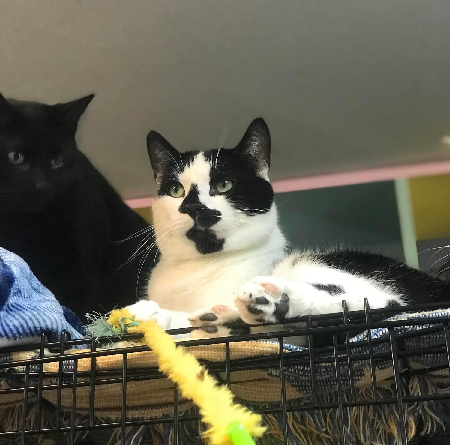 Enlarge Holstein, a Adoptable Domestic Short Hair in Cortland, NY image 6/6