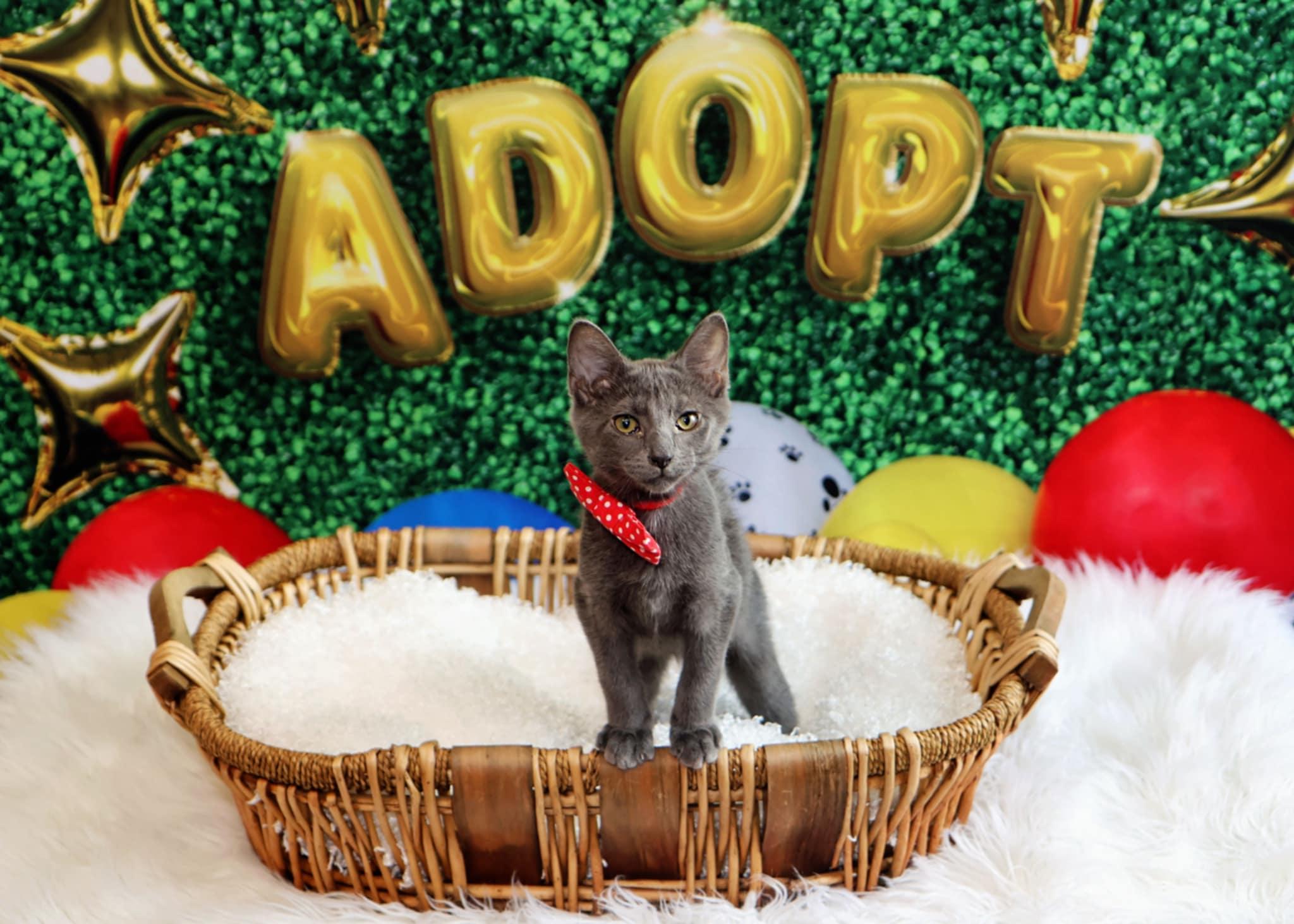 Larry, Adoptable, Young Male Domestic Short Hair.