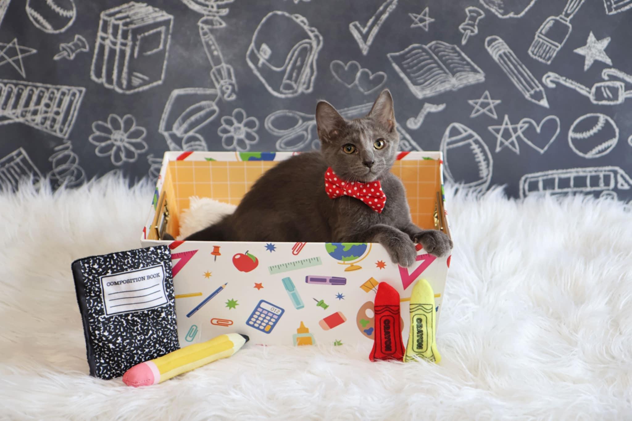 Enlarge Larry, a Adoptable Domestic Short Hair in Overland Park, KS image 2/6