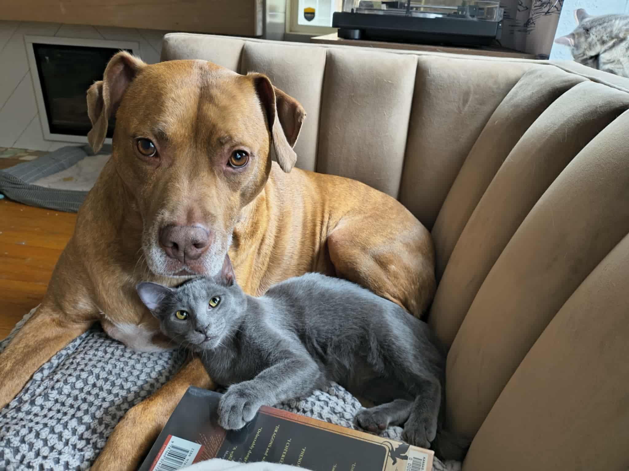 Enlarge Larry, a Adoptable Domestic Short Hair in Overland Park, KS image 3/6