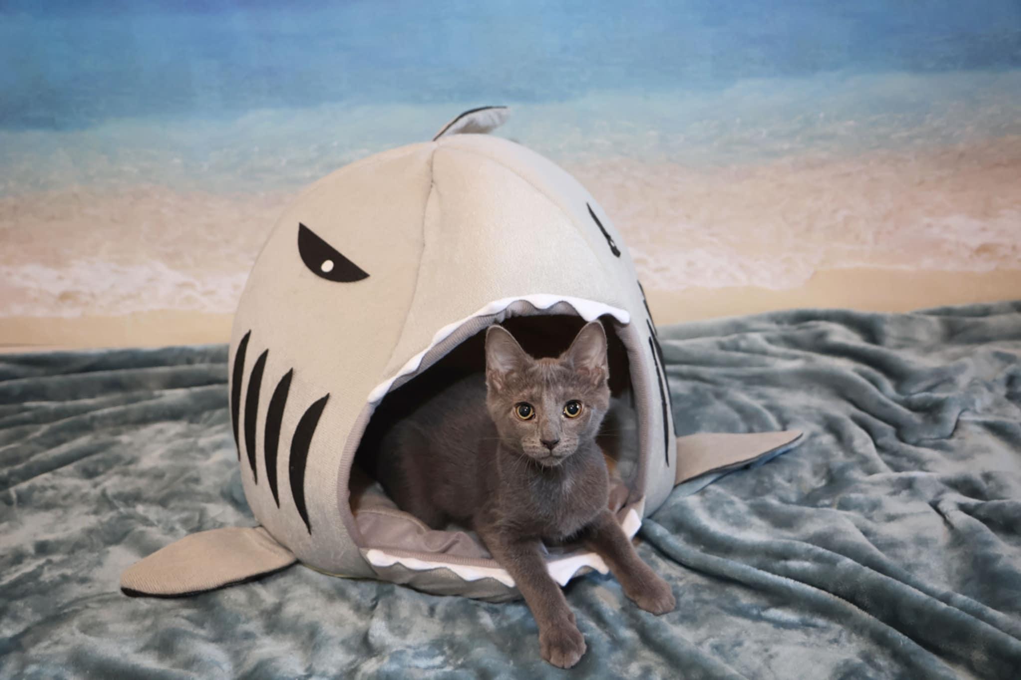 Enlarge Larry, a Adoptable Domestic Short Hair in Overland Park, KS image 4/6