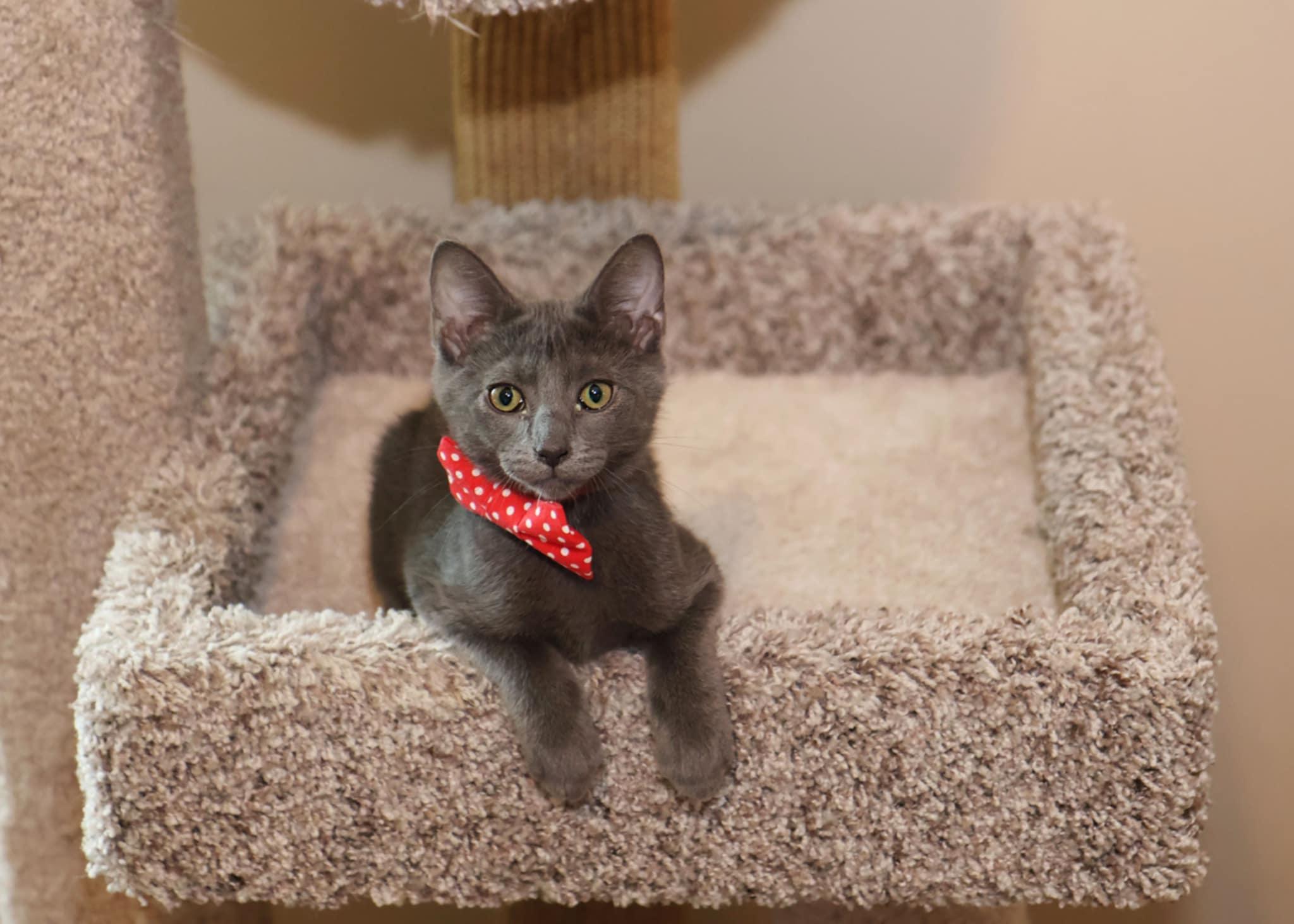 Enlarge Larry, a Adoptable Domestic Short Hair in Overland Park, KS image 5/6
