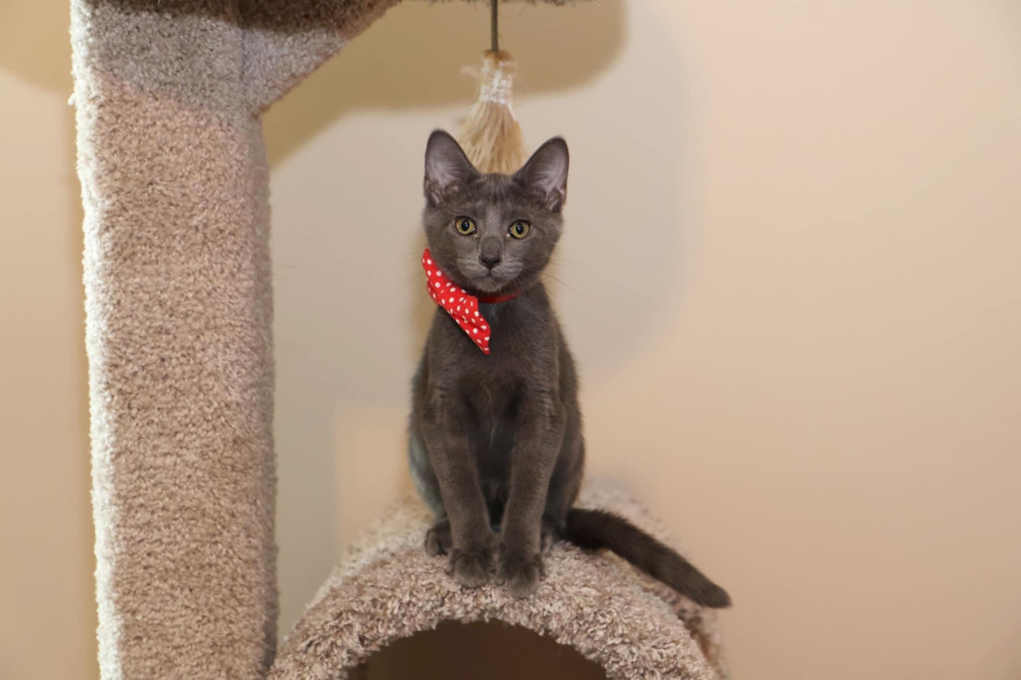 Enlarge Larry, a Adoptable Domestic Short Hair in Overland Park, KS image 6/6