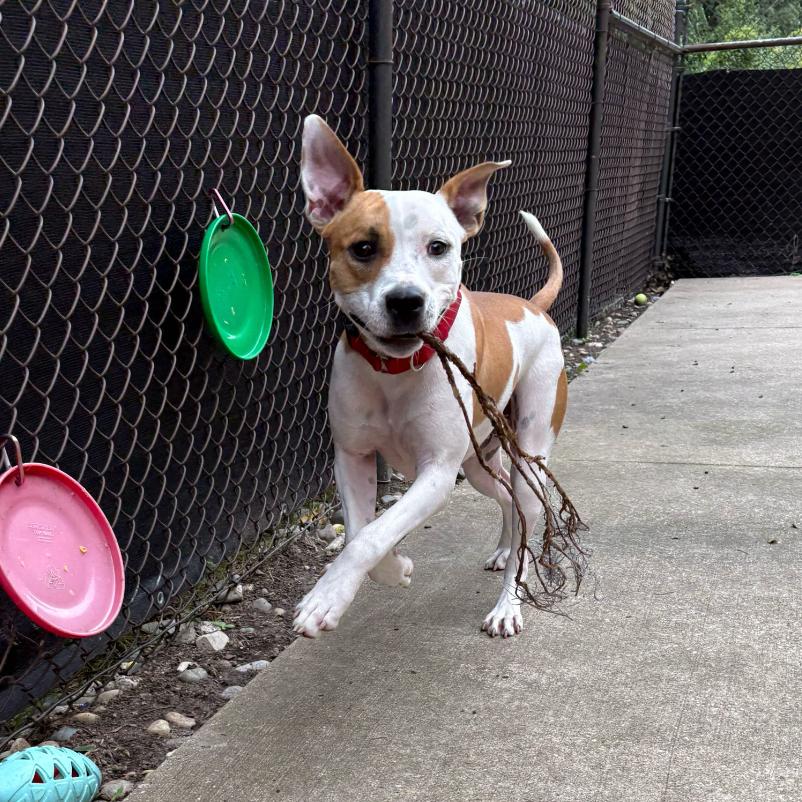 Chop, Adoptable, Young Male American Staffordshire Terrier.