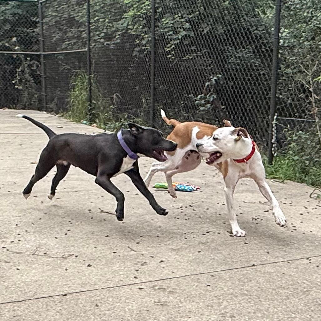 Enlarge Chop, a Adoptable American Staffordshire Terrier in Grand Rapids, MI image 2/6