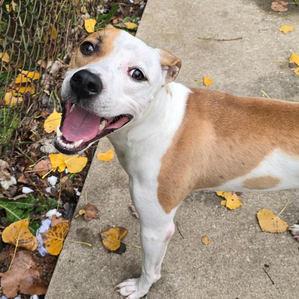 Chop, Adoptable, Young Male American Staffordshire Terrier.