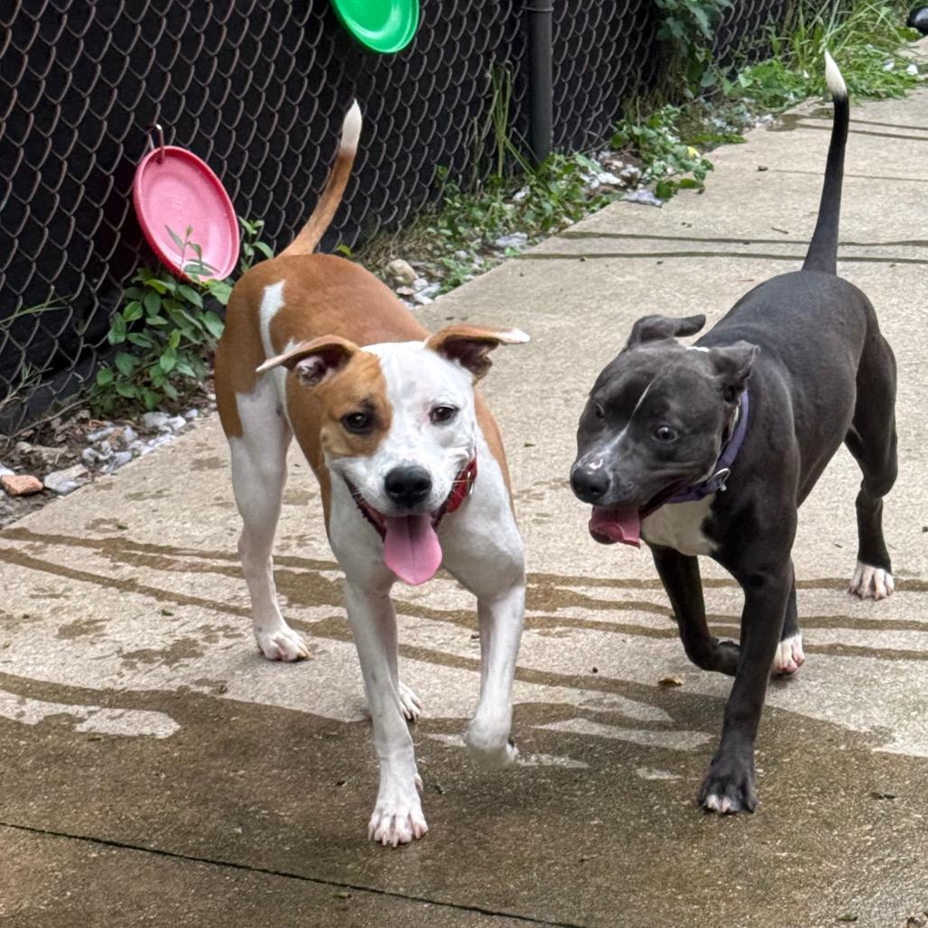 Enlarge Chop, a Adoptable American Staffordshire Terrier in Grand Rapids, MI image 4/6