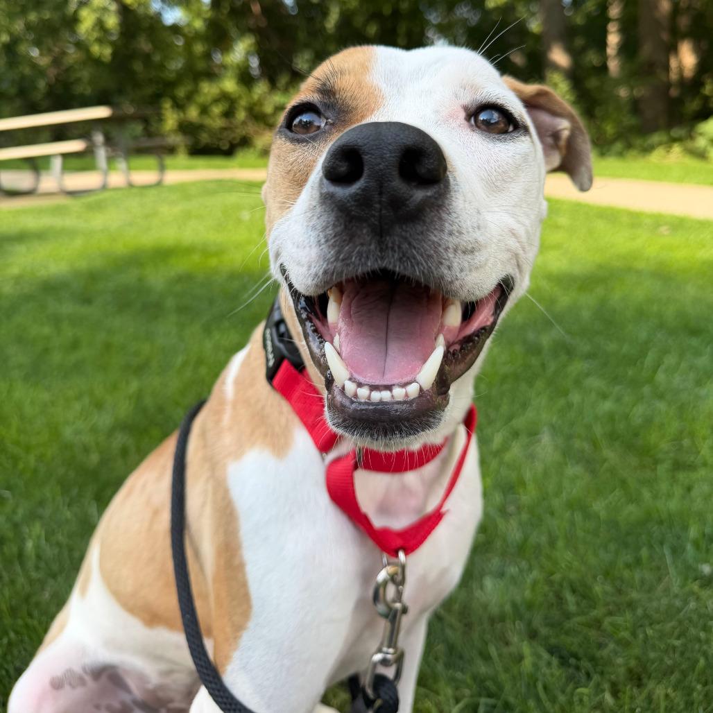 Chop, a Adoptable American Staffordshire Terrier in Grand Rapids, MI image 2/3