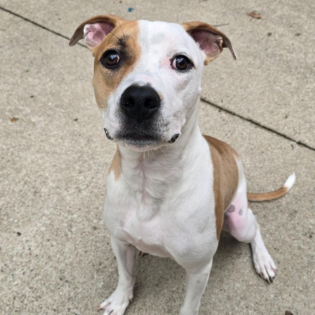 Chop, a Adoptable American Staffordshire Terrier in Grand Rapids, MI image 3/3