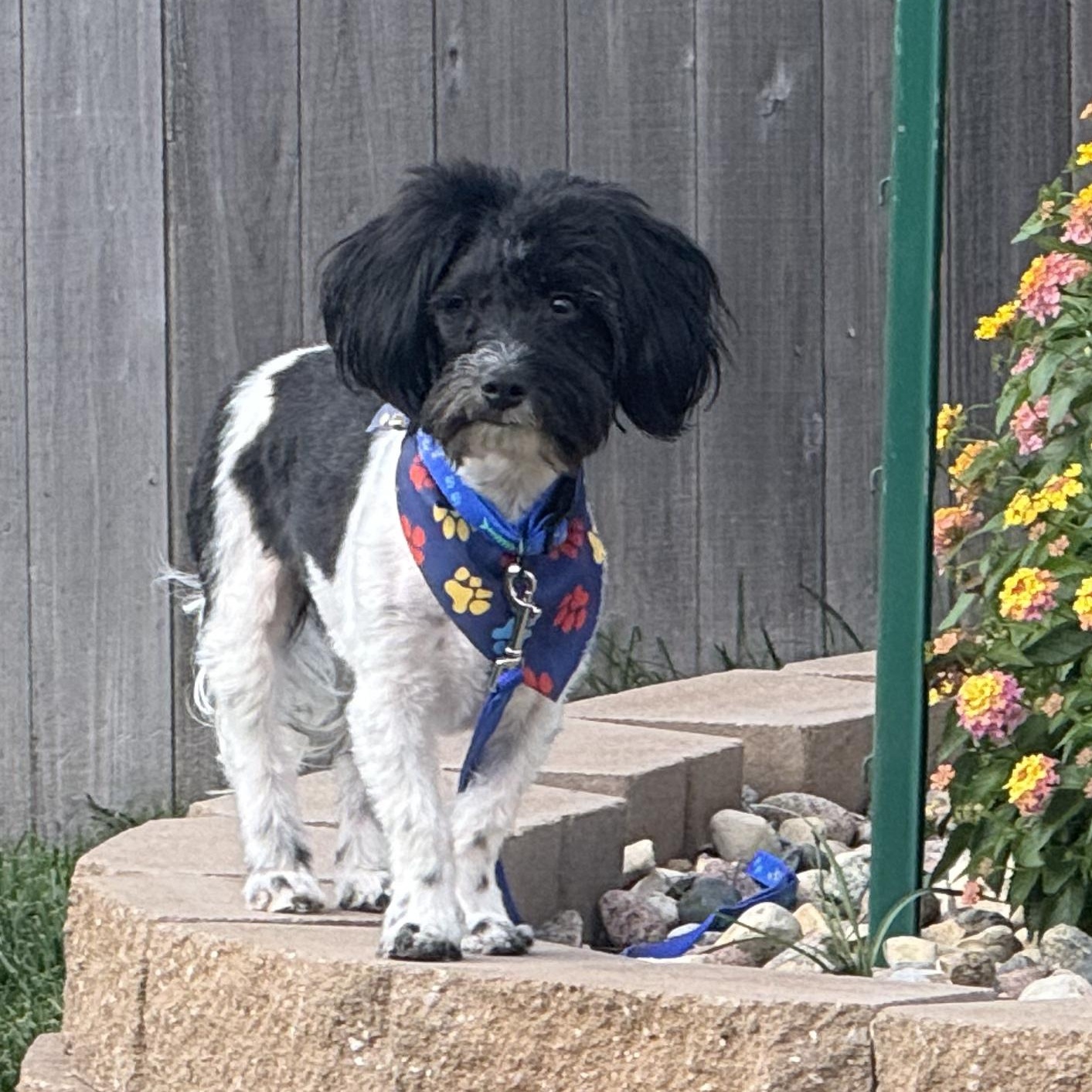 Tucker, ADOPTABLE, Young Male Papillon & Poodle.