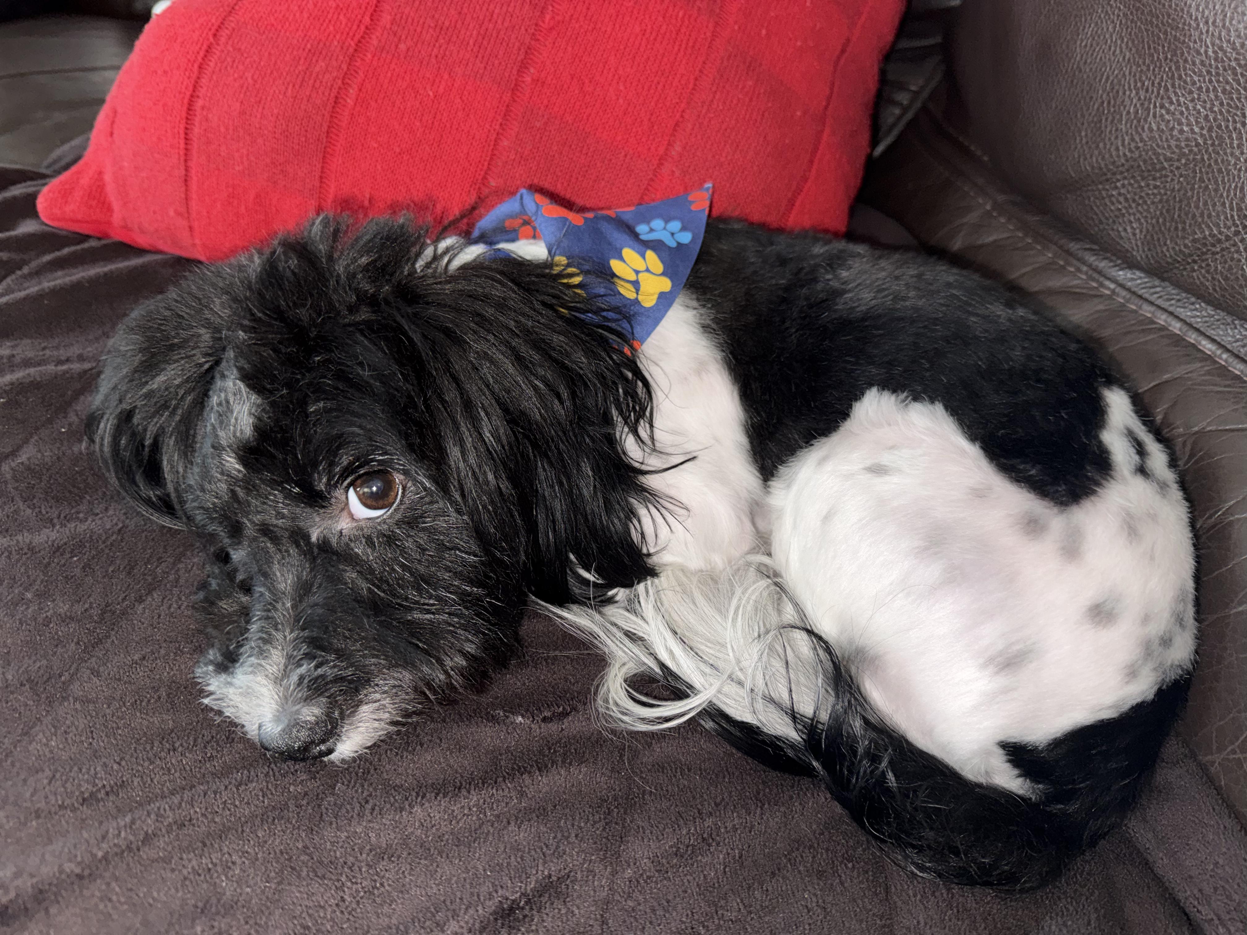 Enlarge Tucker, a ADOPTABLE mixed breed in Omaha, NE image 3/6