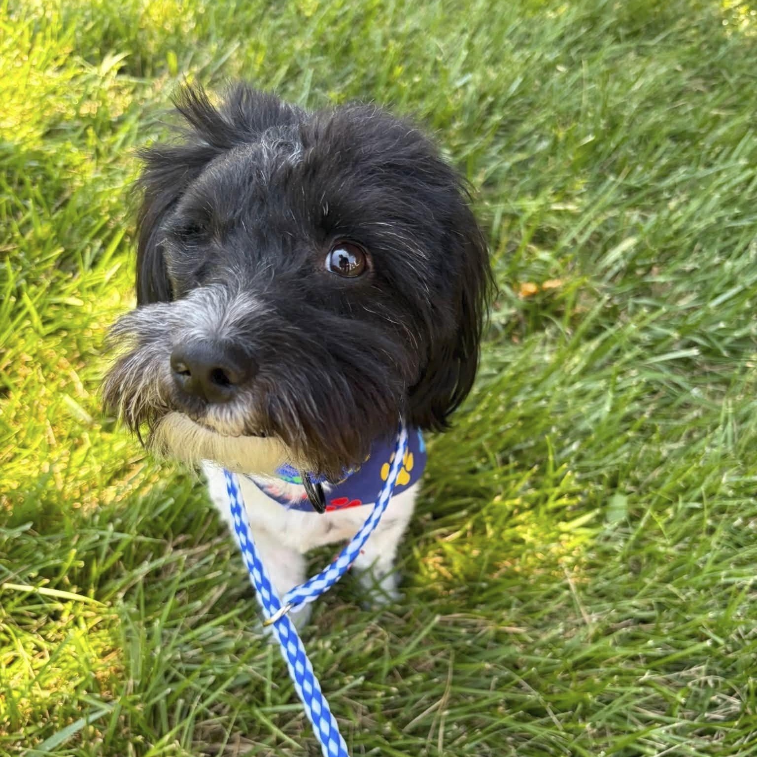 Enlarge Tucker, a ADOPTABLE mixed breed in Omaha, NE image 5/6