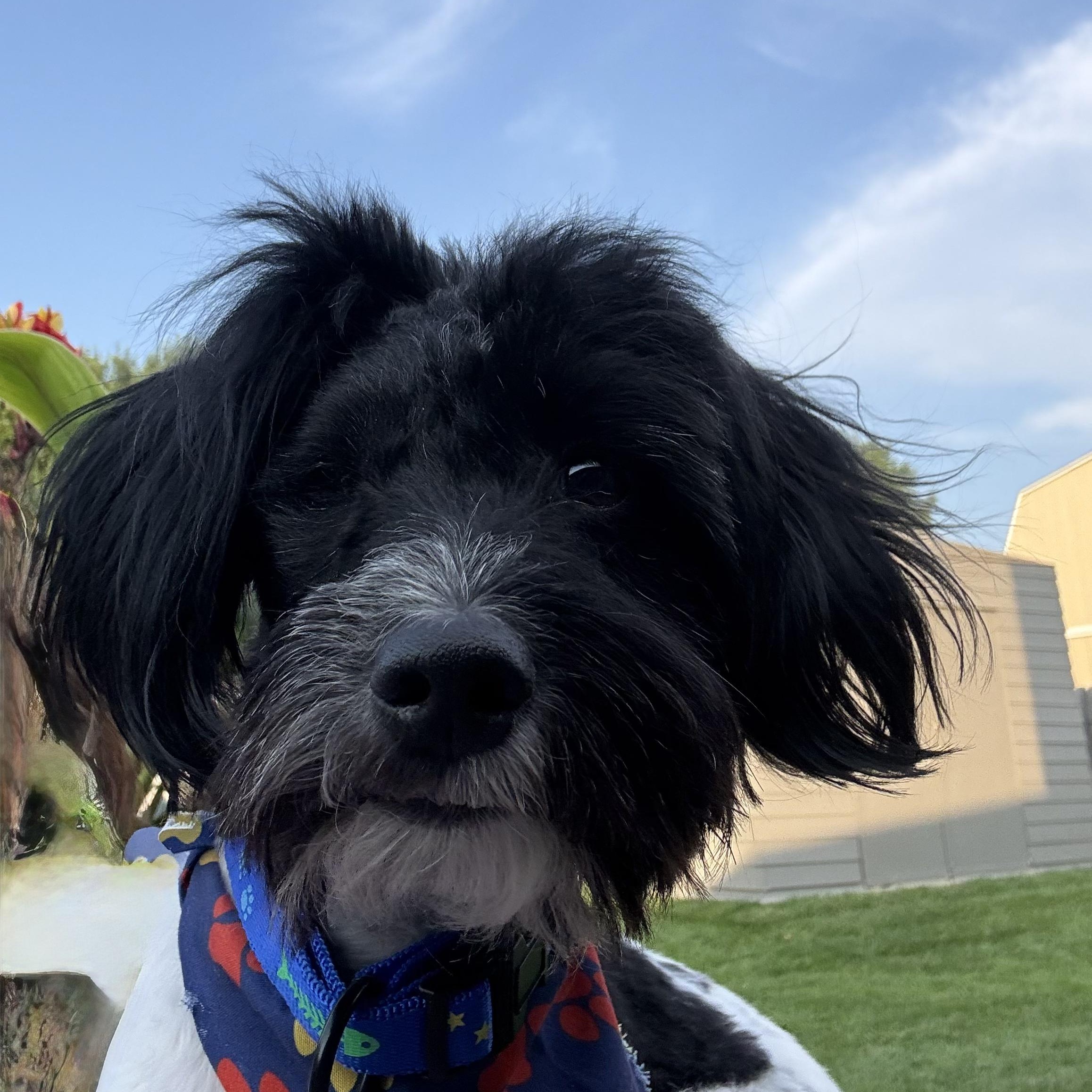 Enlarge Tucker, a ADOPTABLE mixed breed in Omaha, NE image 2/6