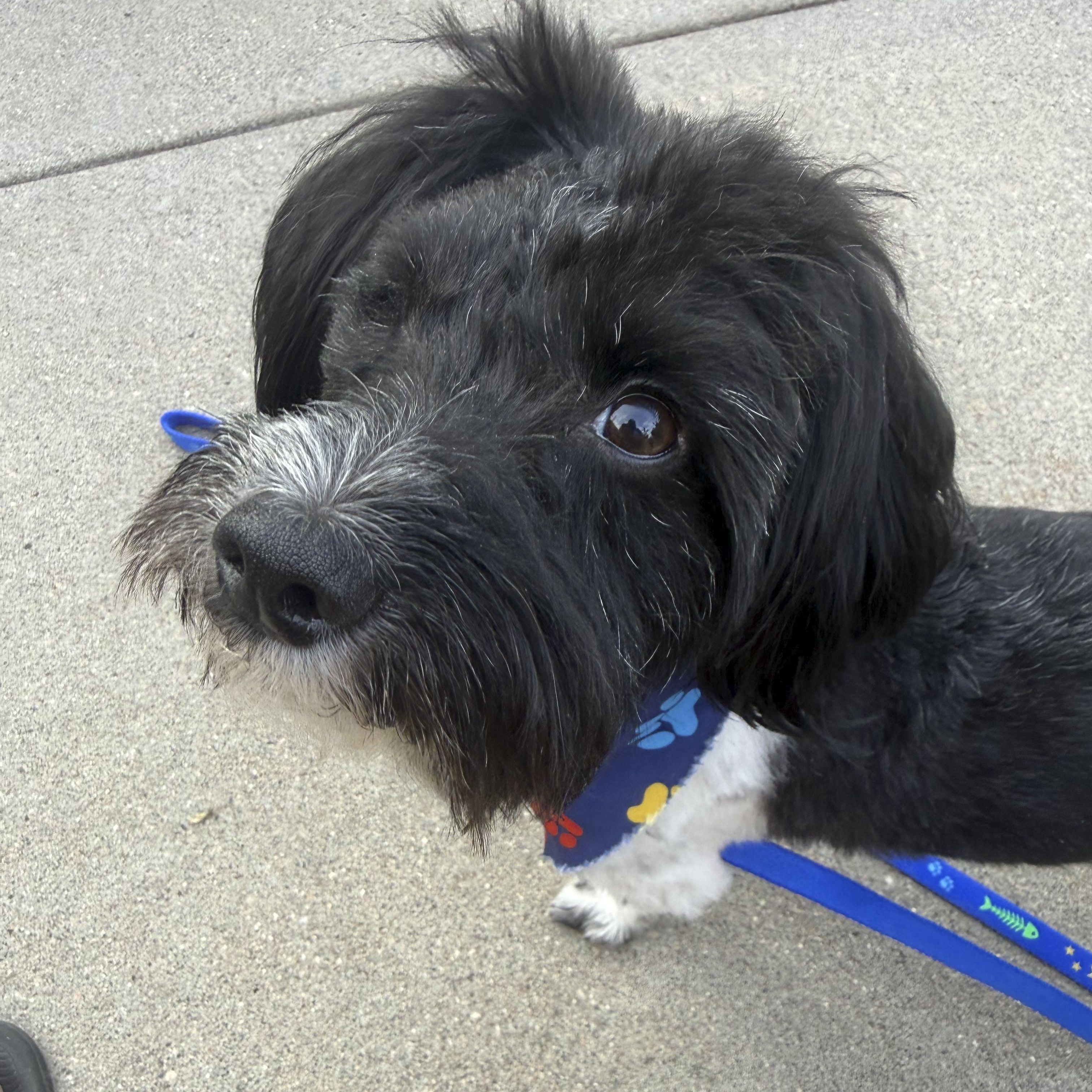 Enlarge Tucker, a ADOPTABLE mixed breed in Omaha, NE image 6/6