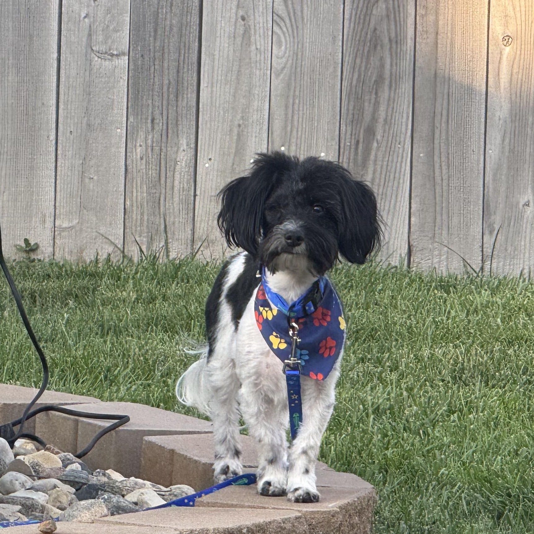 Enlarge Tucker, a ADOPTABLE mixed breed in Omaha, NE image 4/6