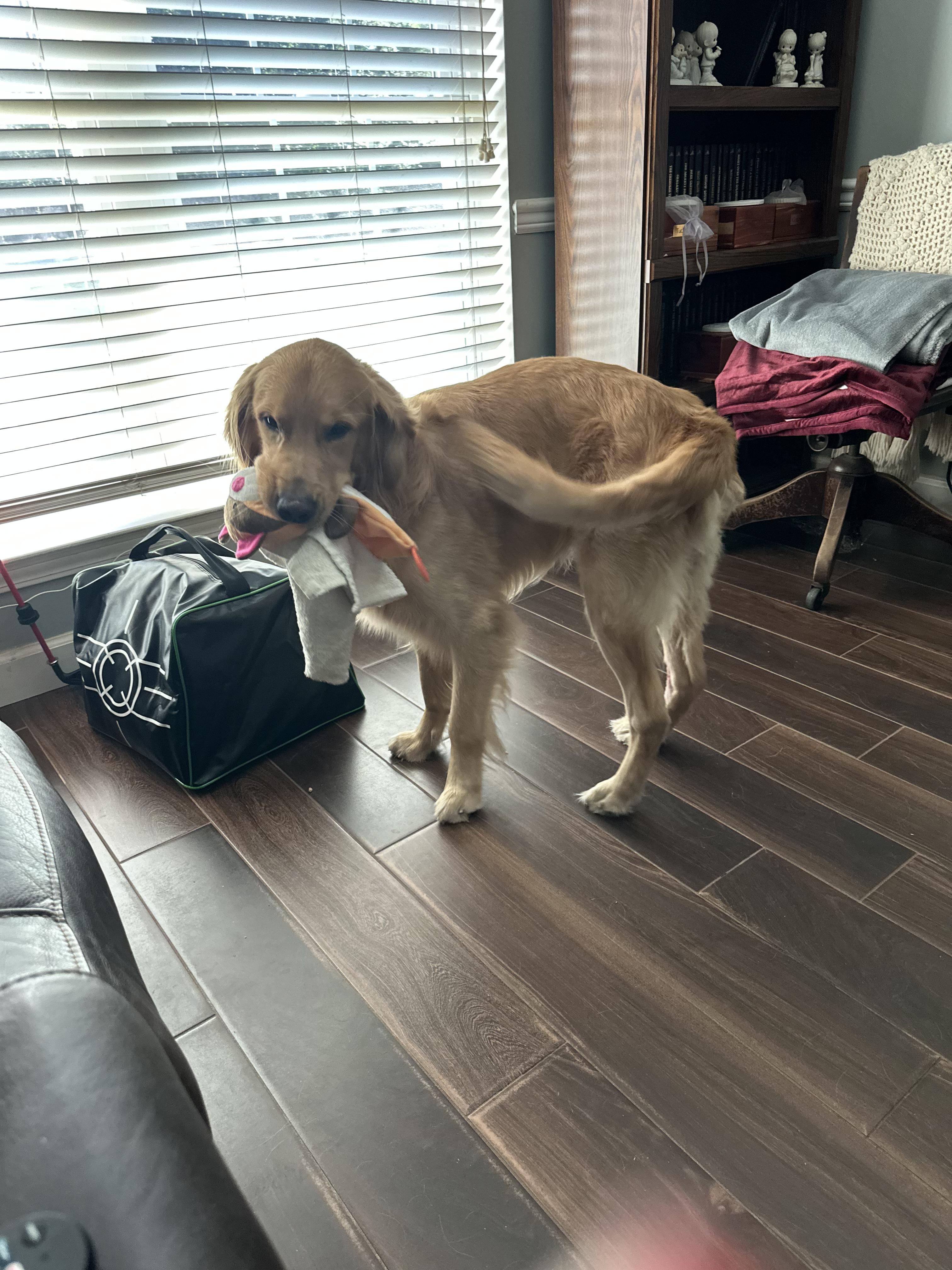 Murphy, Adopted, Young Male Golden Retriever.