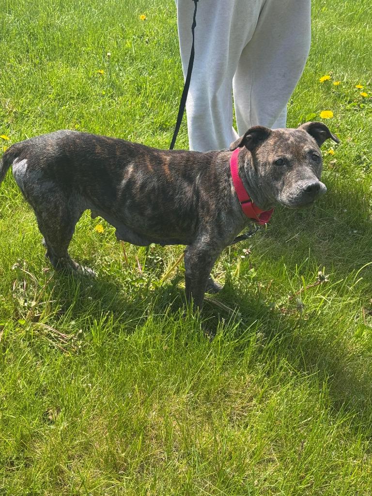 Nora, Adoptable, Adult Female Pit Bull Terrier.