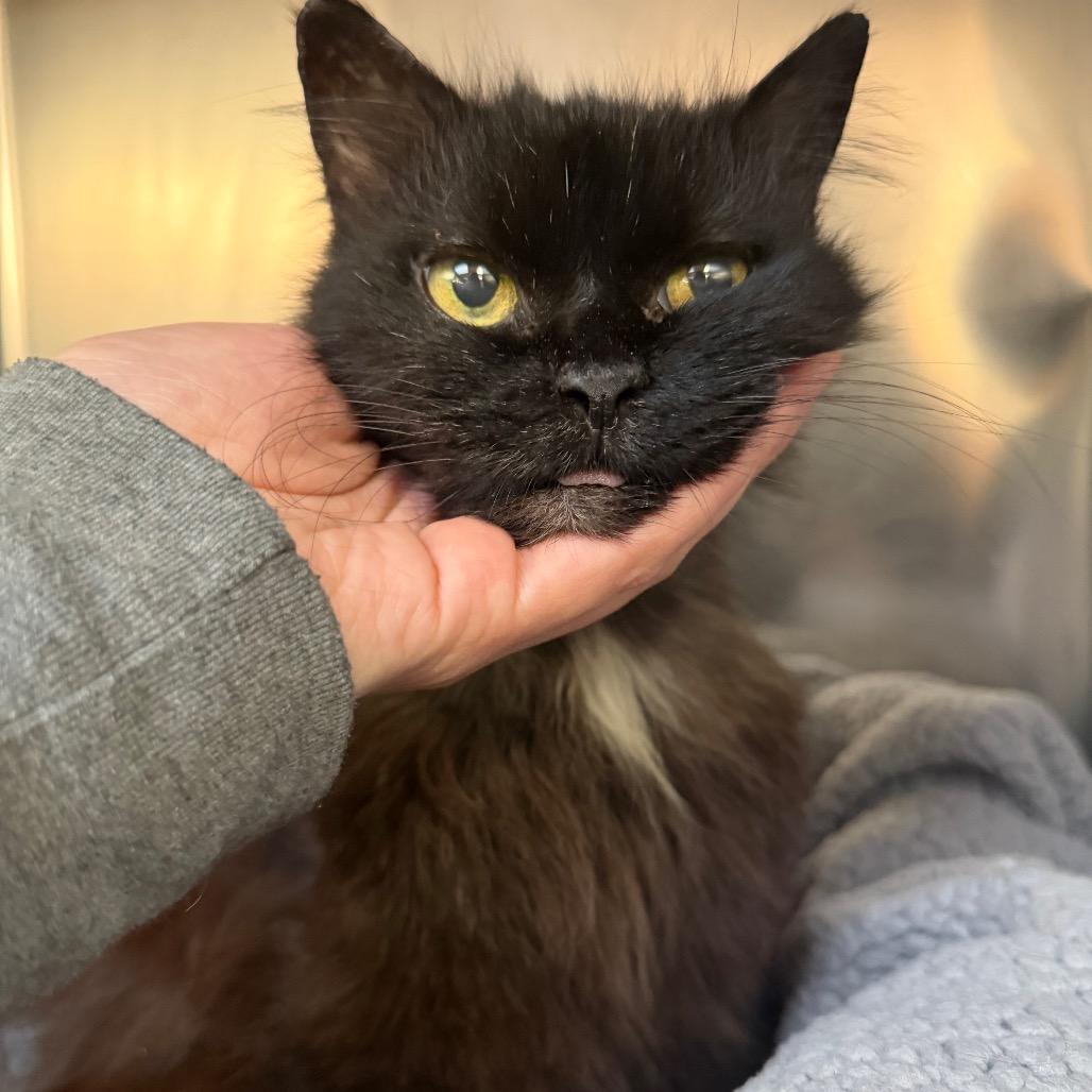 Chicken Patty, Adoptable, Senior Female Domestic Medium Hair.
