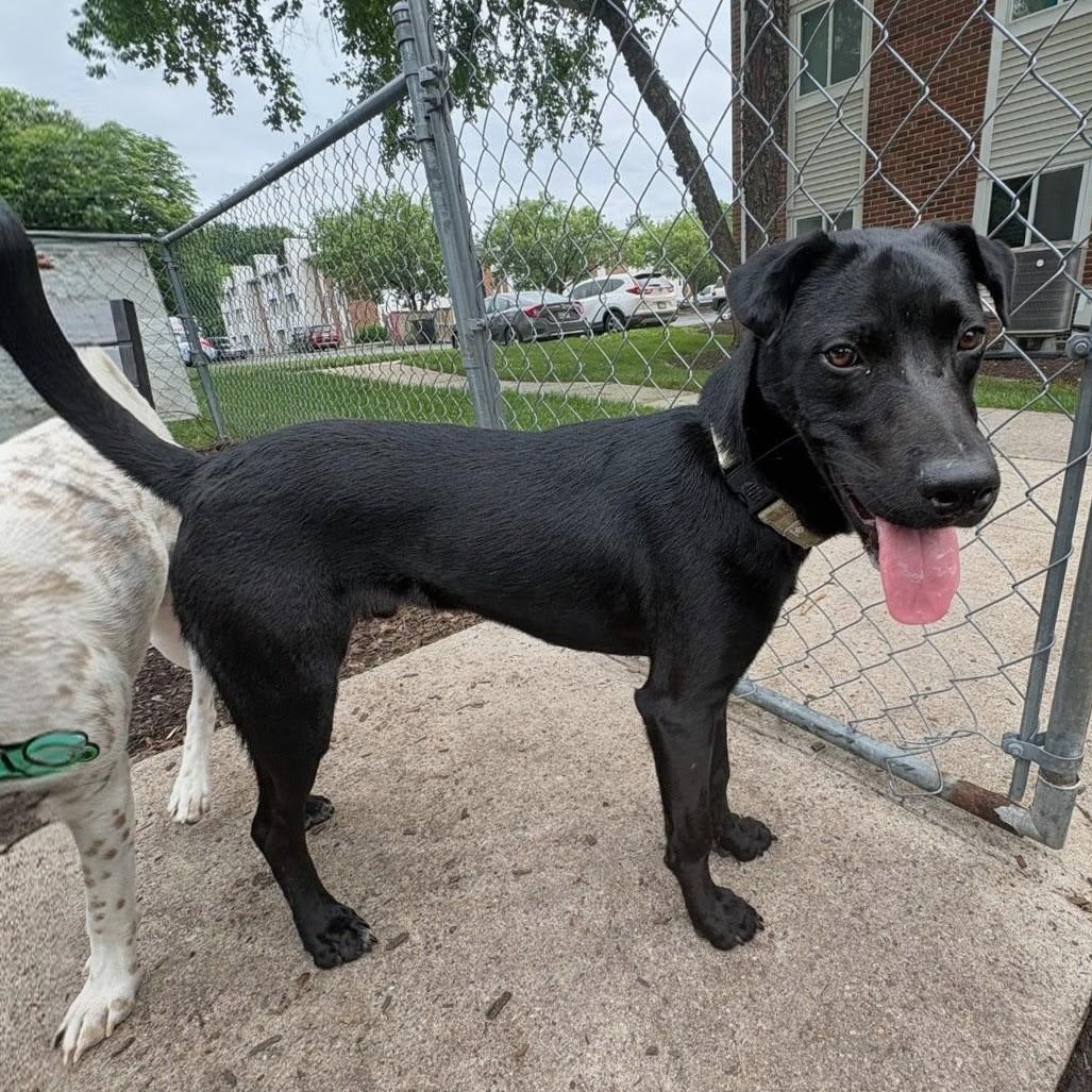 Nico, a ADOPTABLE mixed breed in Baldwin, MD image 5/6