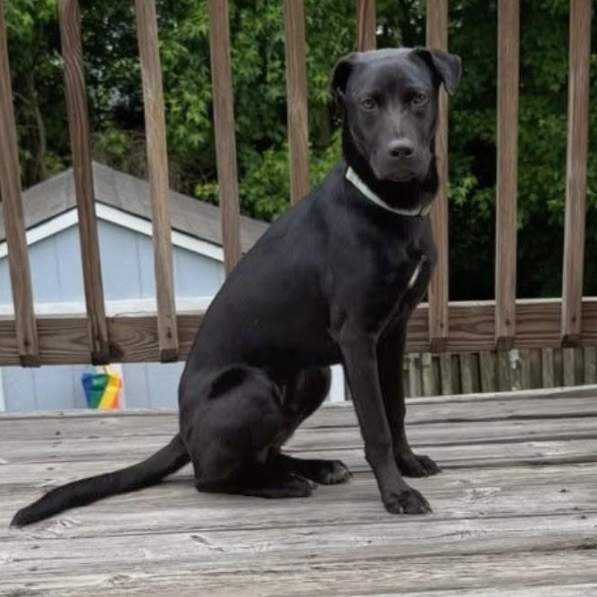 Nico, a ADOPTABLE mixed breed in Baldwin, MD image 3/6