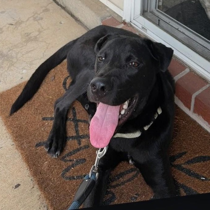 Nico, a ADOPTABLE mixed breed in Baldwin, MD image 2/6