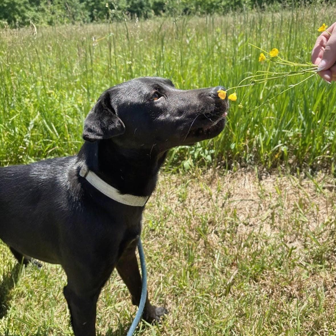 Nico, a ADOPTABLE mixed breed in Baldwin, MD image 4/6