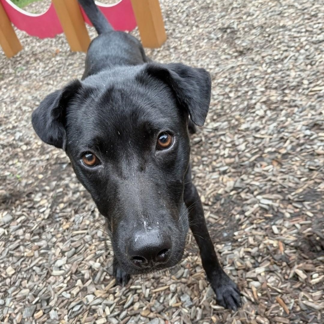 Nico, ADOPTABLE, Puppy Male Black Labrador Retriever.