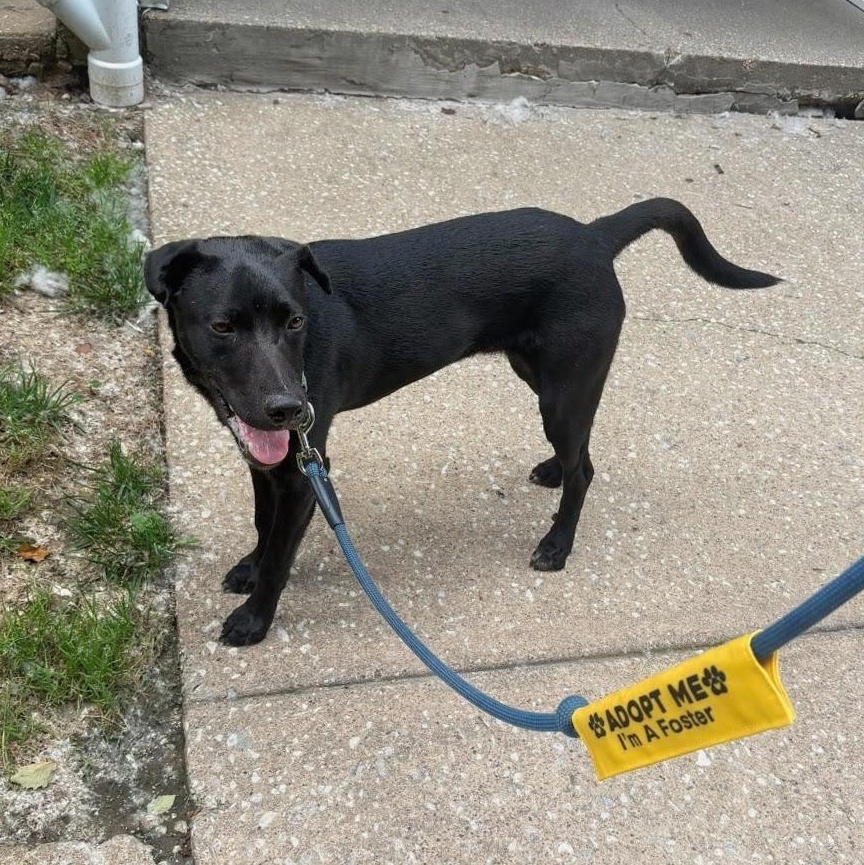 Nico, a ADOPTABLE mixed breed in Baldwin, MD image 6/6