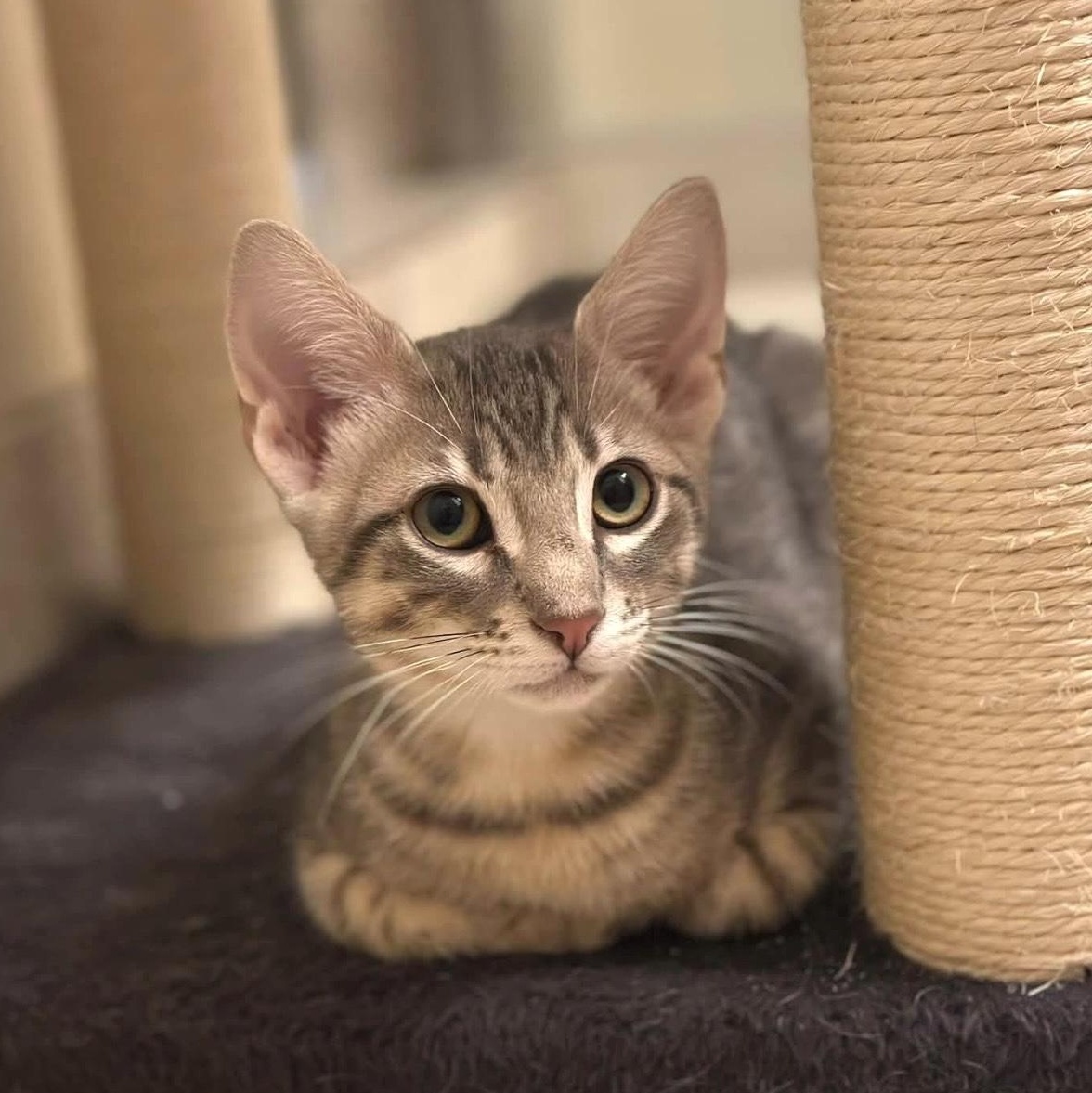 Enlarge Colin, a Adoptable Tabby in Coppell, TX image 3/6