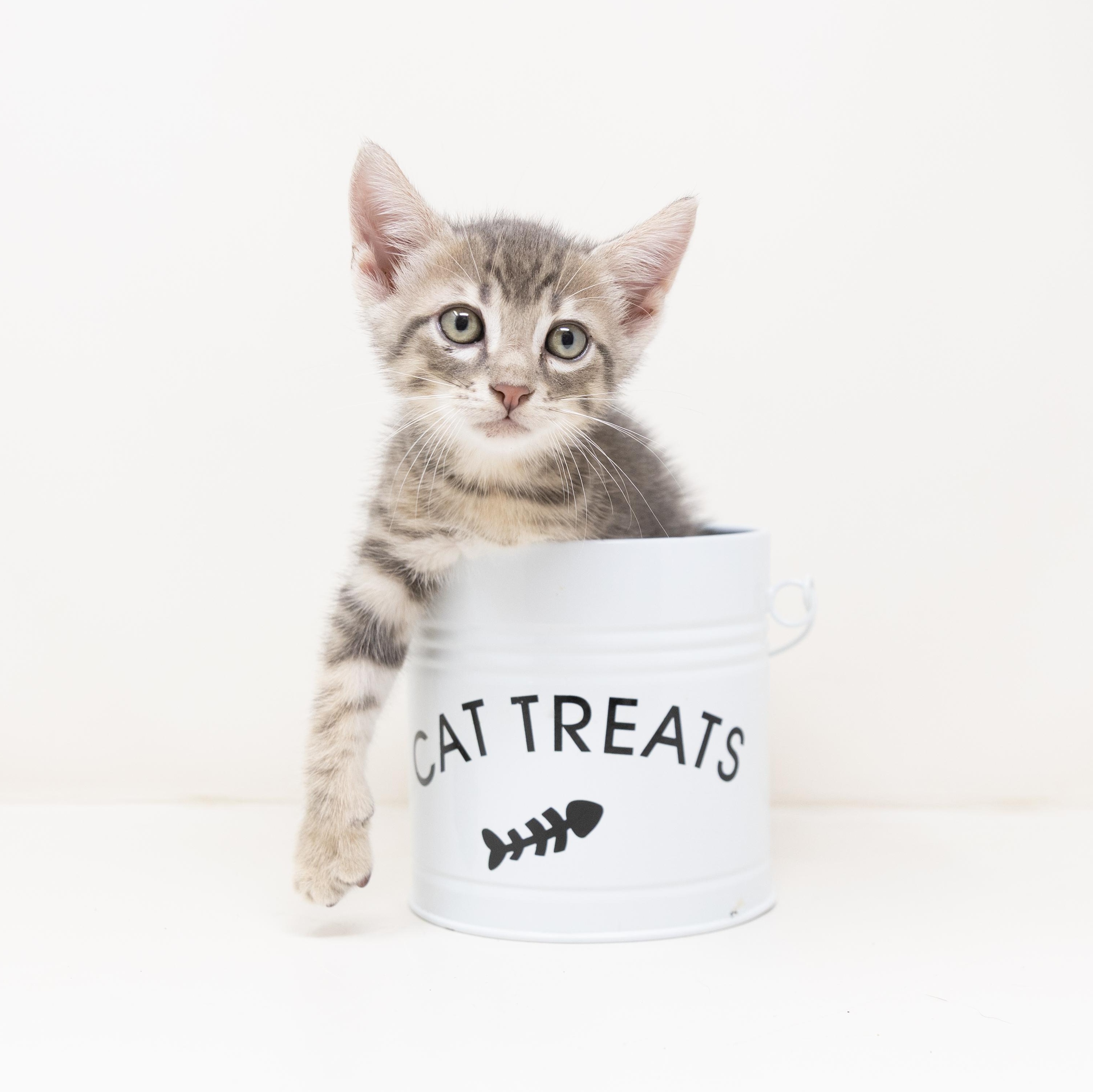 Enlarge Colin, a Adoptable Tabby in Coppell, TX image 5/6