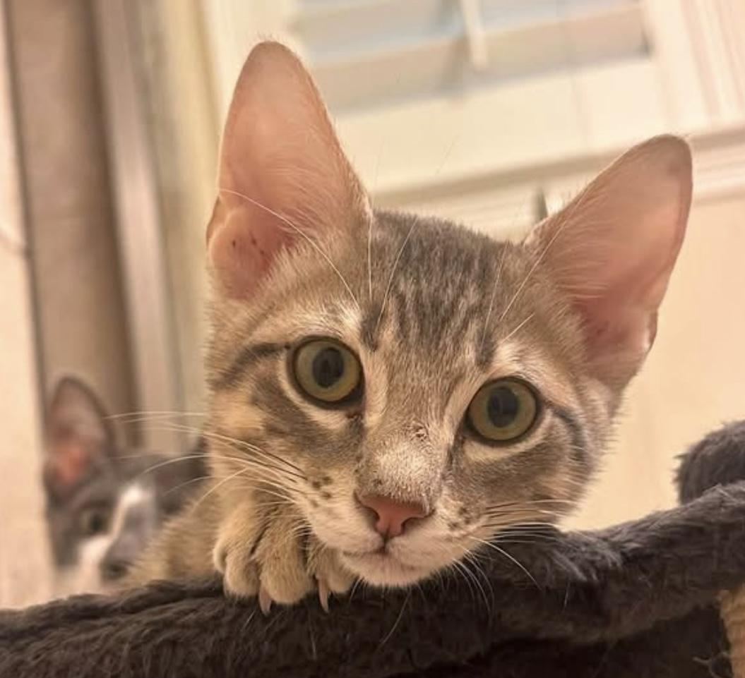 Enlarge Colin, a Adoptable Tabby in Coppell, TX image 2/6