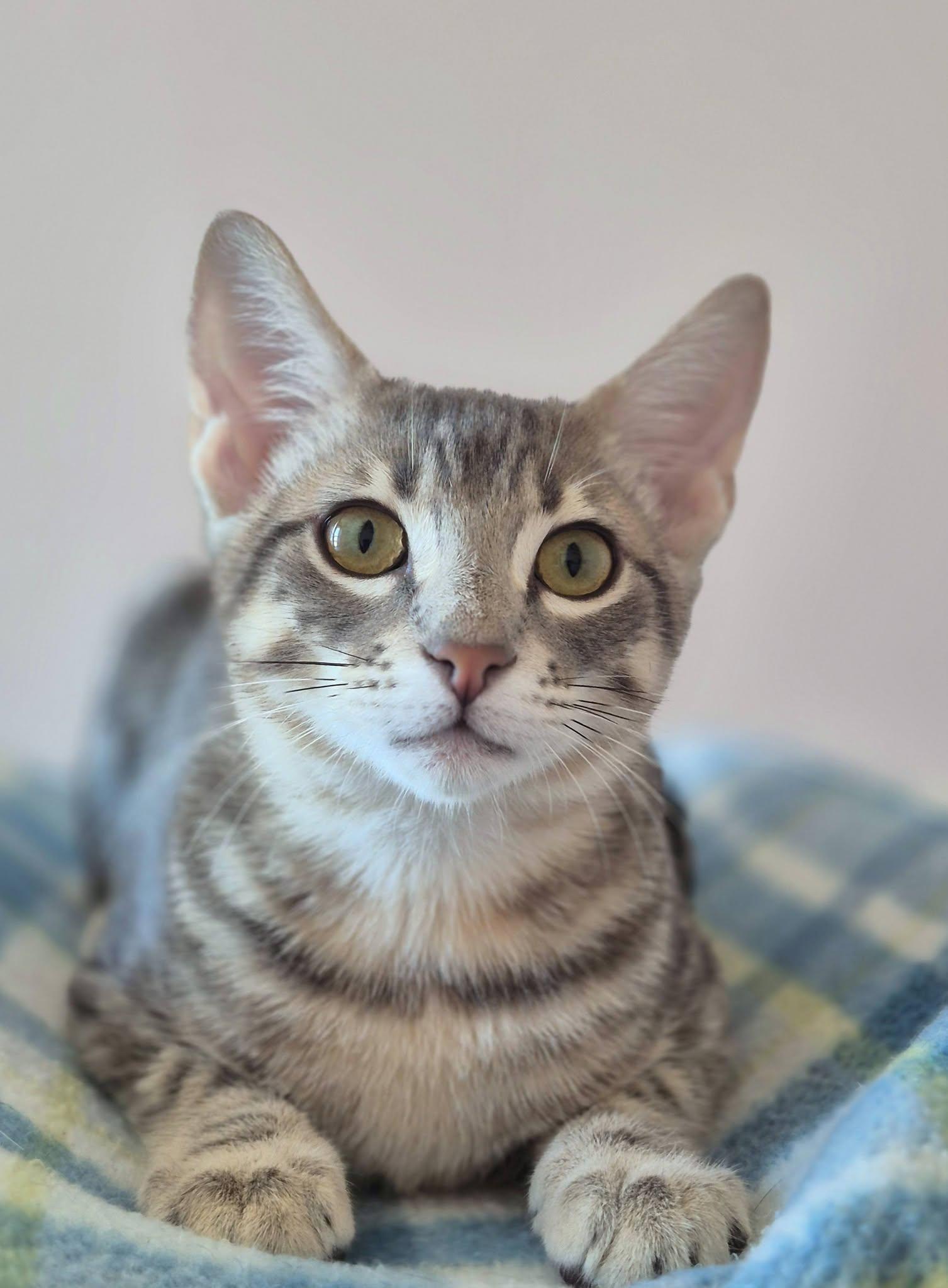 Enlarge Colin, a Adoptable Tabby in Coppell, TX image 1/6
