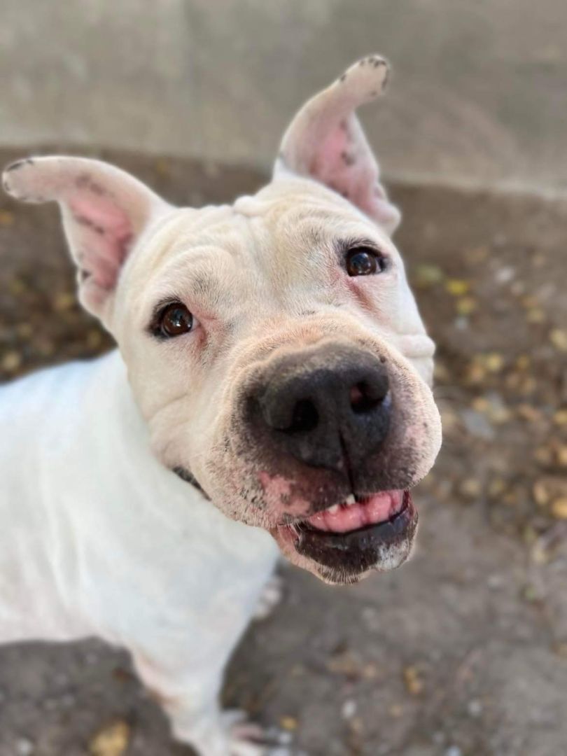 Paul Newman, Adopted, Adult Male American Staffordshire Terrier.