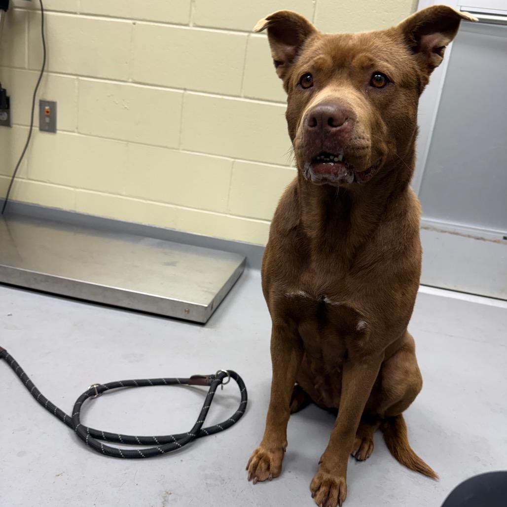 02/27/2026-Stray-MaconRoad