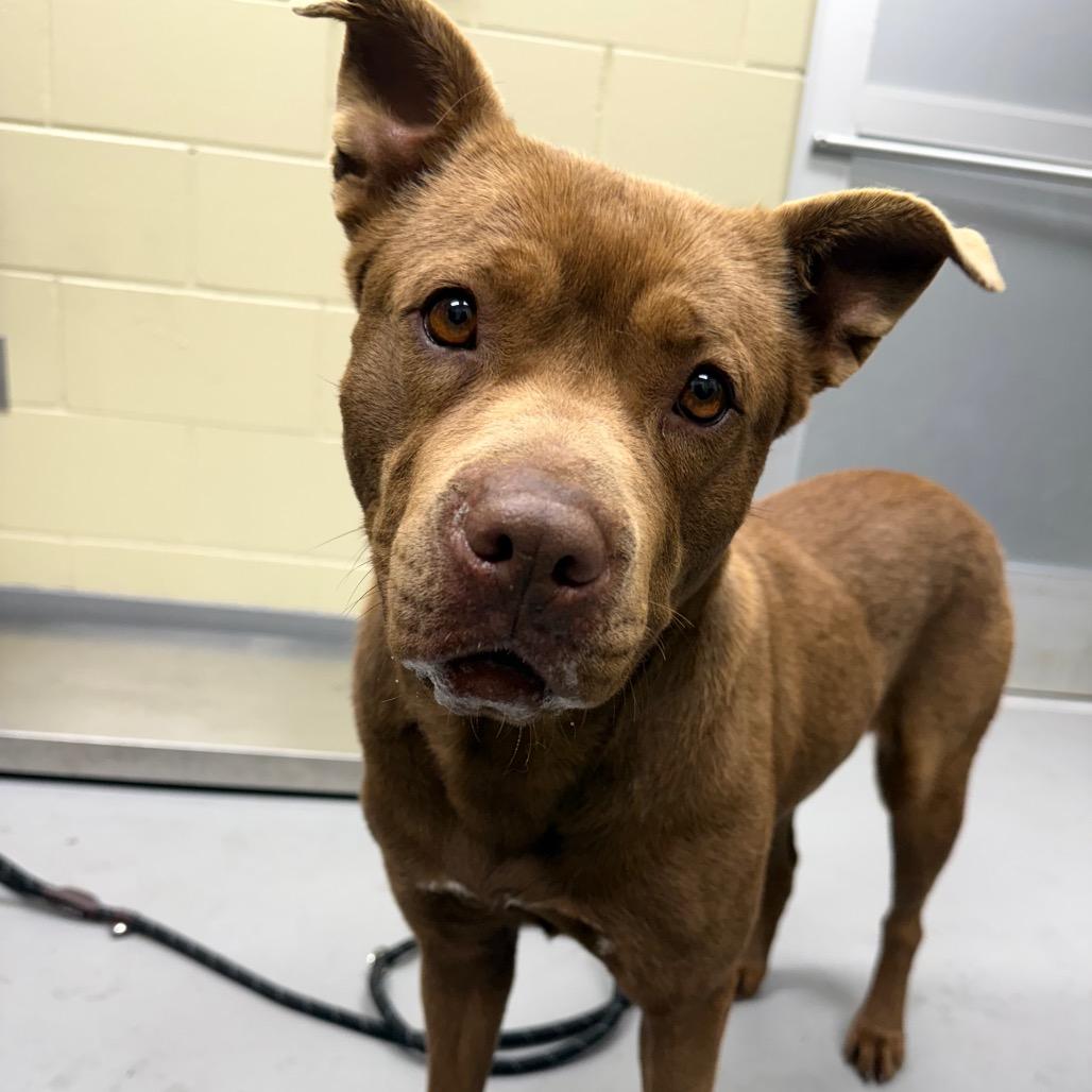 02/27/2026-Stray-MaconRoad — thumbnail 2