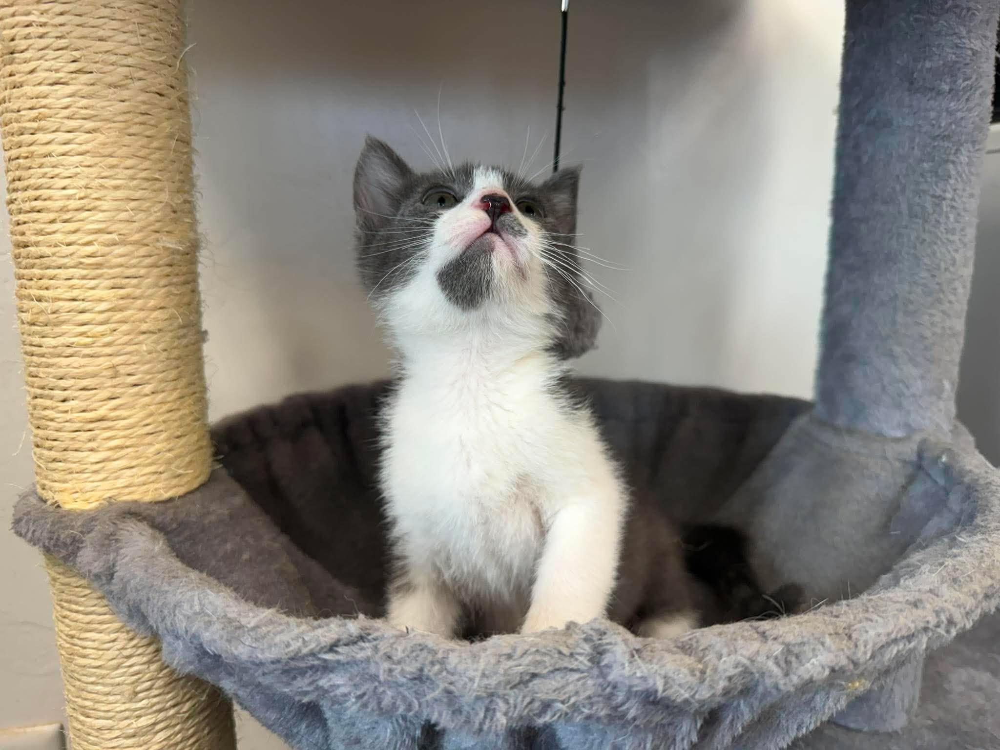 Aedion, an adopted Domestic Short Hair in Roosevelt, UT image 3/4