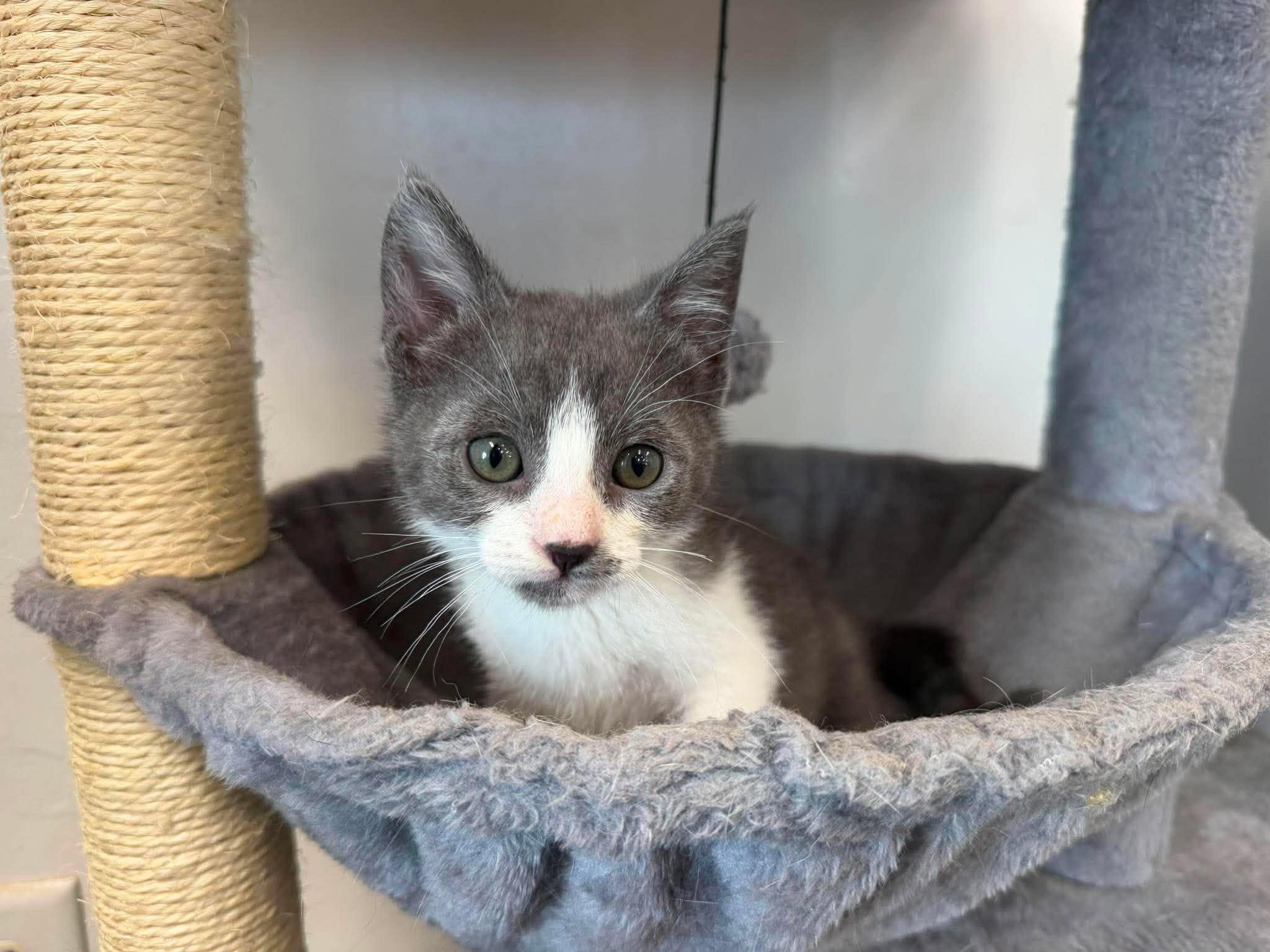 Aedion, an adopted Domestic Short Hair in Roosevelt, UT image 2/4