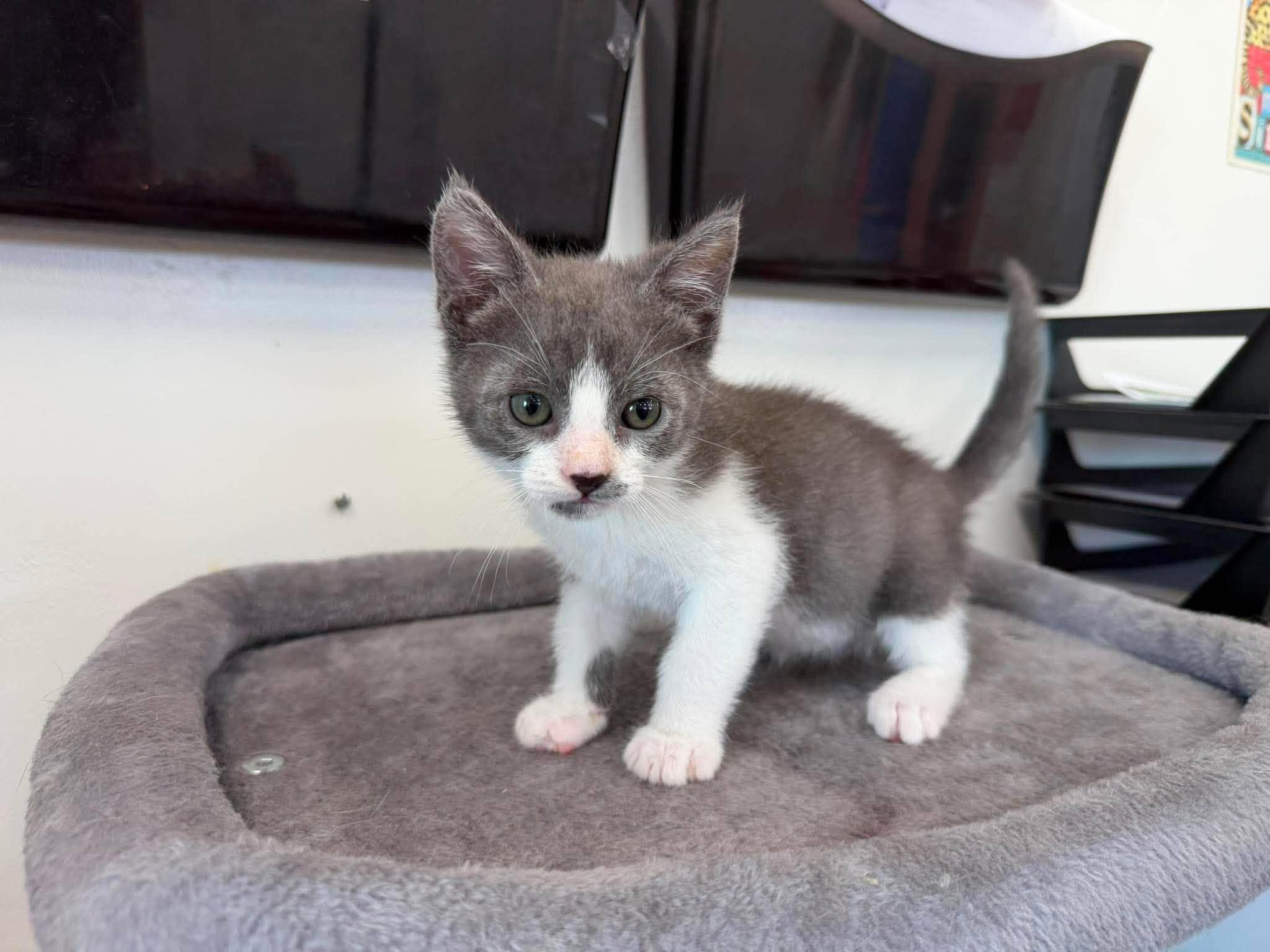 Aedion, an adopted Domestic Short Hair in Roosevelt, UT image 1/4