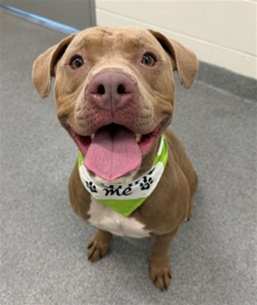 KEBAB, Adoptable, Young Male Pit Bull Terrier & Mixed Breed.