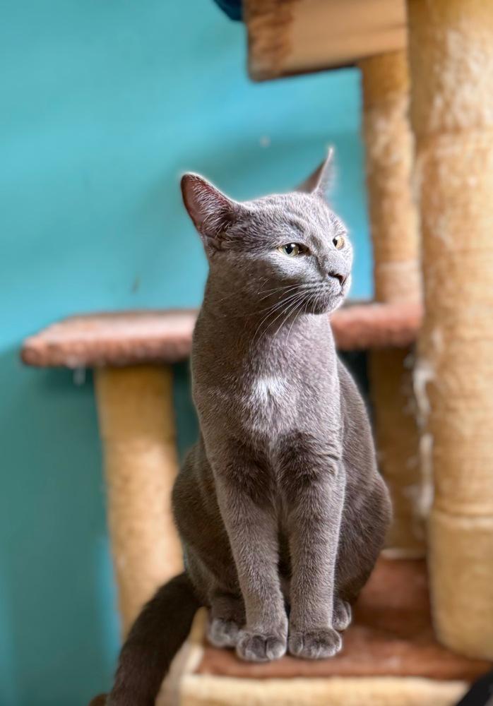 Carl of Shadowfluff Keep, Adoptable, Kitten Male Domestic Short Hair.