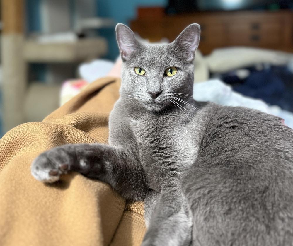 Enlarge Carl of Shadowfluff Keep, a Adoptable Domestic Short Hair in Stafford, VA image 2/6