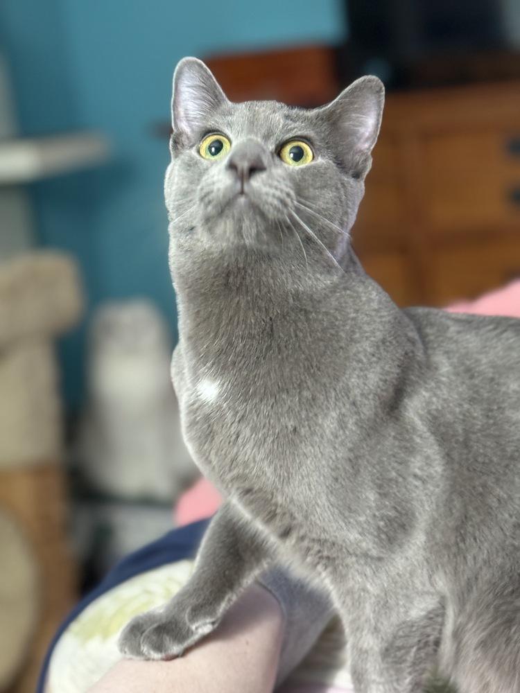 Enlarge Carl of Shadowfluff Keep, a Adoptable Domestic Short Hair in Stafford, VA image 3/6