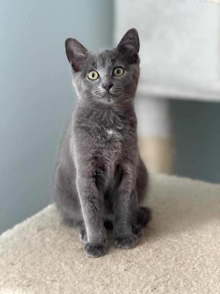 Enlarge Carl of Shadowfluff Keep, a Adoptable Domestic Short Hair in Stafford, VA image 4/6