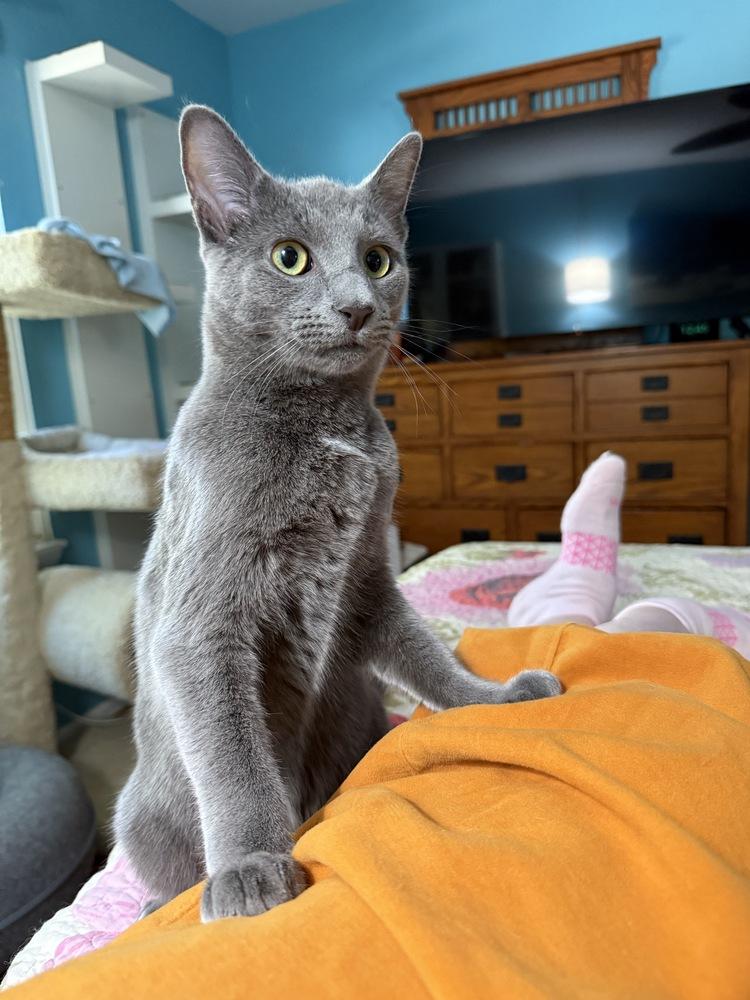 Enlarge Carl of Shadowfluff Keep, a Adoptable Domestic Short Hair in Stafford, VA image 5/6