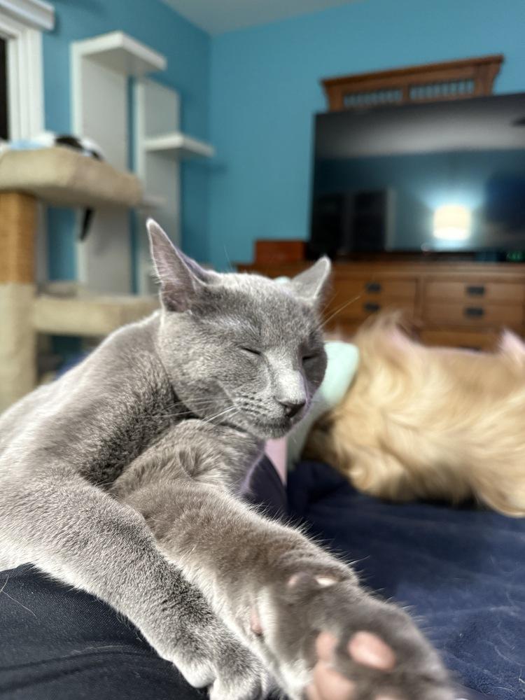 Enlarge Carl of Shadowfluff Keep, a Adoptable Domestic Short Hair in Stafford, VA image 6/6